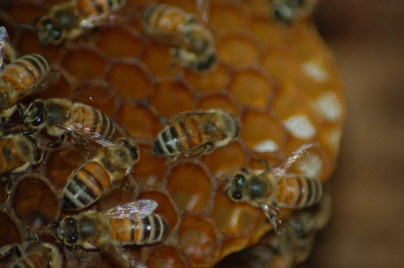 Trees for Bees